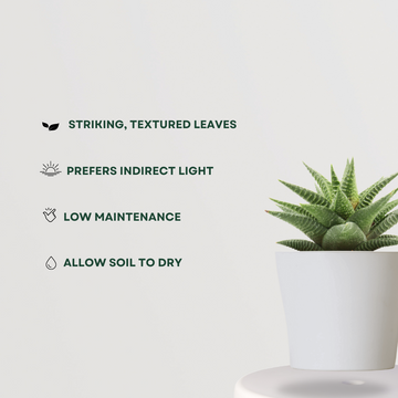 Haworthia Limifolia in ceramic pot